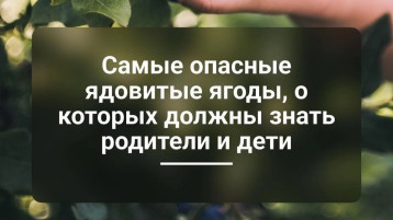 Самые опасные ядовитые ягоды Самые опасные ядовитые ягоды.